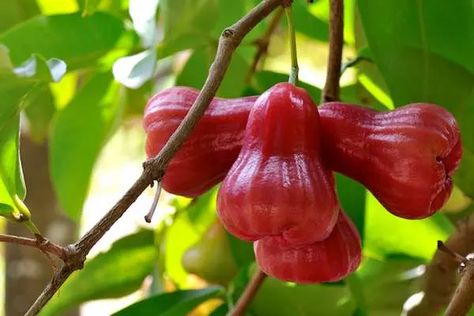 The Rose Apple Tree - Minneopa Orchards Rose Apple Tree, Apple Tree Care, Air Aesthetic, Apple Plant, Rose Apple, Fruit Bearing Trees, Apple Tea, Apple Roses, Apple Support