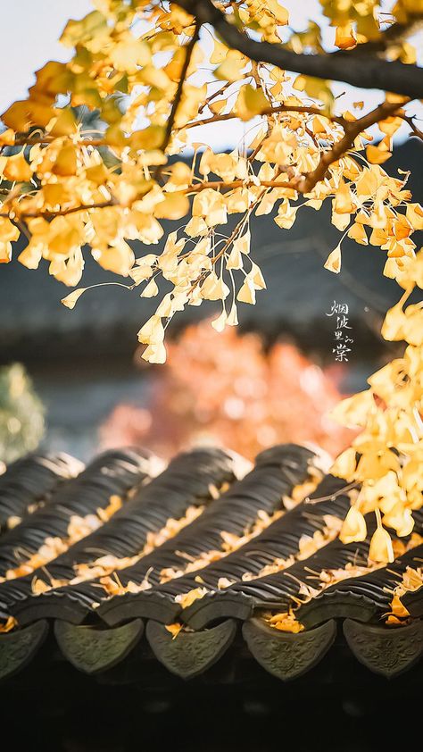 Place Peaceful, Ginkgo Tree, Stock Background, Gingko Leaves, Chinese Art Painting, Asian Architecture, Scenery Background, Nothing But Flowers, Wallpaper Nature Flowers