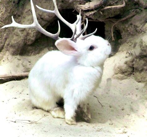 Somebunny Loves You, Sell Jewelry, Grunge Fairycore, Animal Portraits, The Lobby, Pretty Animals, Fantasy Aesthetic, Fairy Grunge, White Rabbit