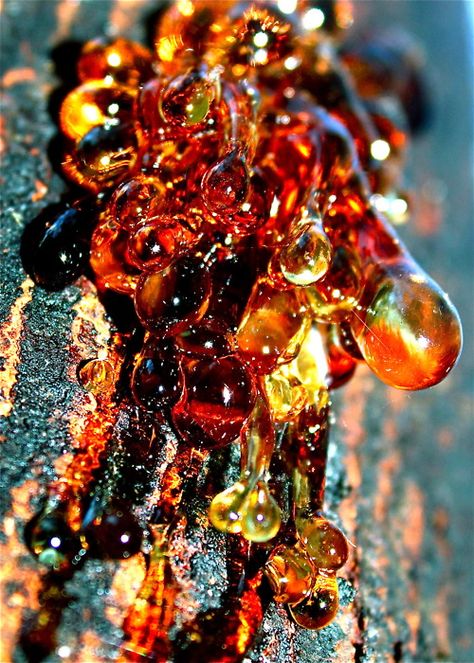 Tree sap....millions of years from now it will be amber Tree Sap, Orange And Yellow, New Wall, Gems And Minerals, Color Textures, Rocks And Minerals, Amazing Nature, Mother Nature, Nature Art