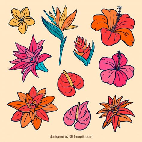 https://www.freepik.com/free-vector/lovely-hand-drawn-tropical-flower-collection_2700553.htm Tropical Flower Design, Tropical Doodles, Flower Tropical Drawing, Tropical Flowers Drawing, Hawaii Flowers Drawing, Tropical Flower, Tropical Flowers Line Art, Tropical Flower Mural, Hibiscus Vector Illustrations