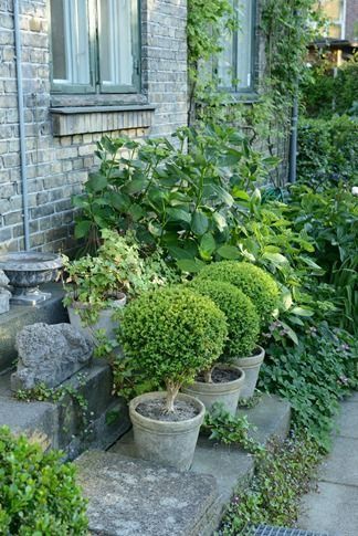 Rose Topiary, Shade House, Topiary Garden, Urban Gardening, Have Inspiration, Garden Containers, Topiaries, Flower Gardens, White Gardens