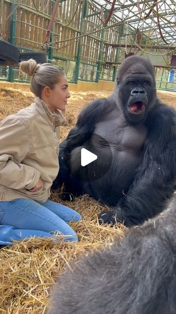 Gorilla Video, Human Muscle Anatomy, Ugly Animals, Silverback Gorilla, Human Interaction, Jolie Photo, People Of The World, Zoo Animals, Funny Animal Videos