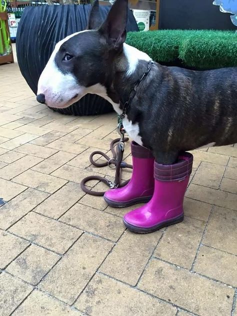 Gum Boots, Bull Terrier Funny, Mini Bull Terriers, Miniature Bull Terrier, Tattoo Nature, Bull Terrier Puppy, Wallpaper Aesthetics, Labrador Retriever Puppies, Learn Facts