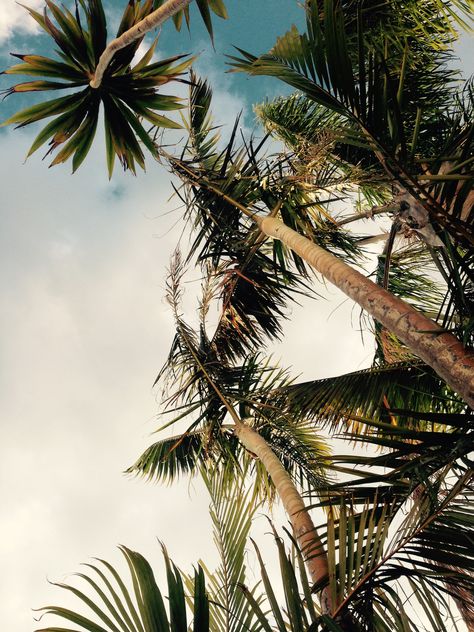 In a little cafe in George, Western Cape, South Africa  #tropical #palmtrees #background Western Cape South Africa, Western Cape, Palm Trees, South Africa, Cape, Cafe, Plants