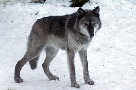 The most common color of a wolf is a grey coat with cream underfur, but wolves can be many different colors. Striped Skunk, Large Lizards, American Black Bear, Wolf Colors, River Otter, National Animal, Water Animals, Grey Wolf, Husky Puppy