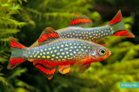 Microrasbora galaxy - Danio margaritatus • Fiche Poisson Ikan Air Tawar, Tropical Fish Aquarium, Tropical Fish Tanks, Tropical Freshwater Fish, Fresh Water Fish Tank, Tropical Aquarium, Salt Water Fish, Freshwater Aquarium Fish, Cool Fish