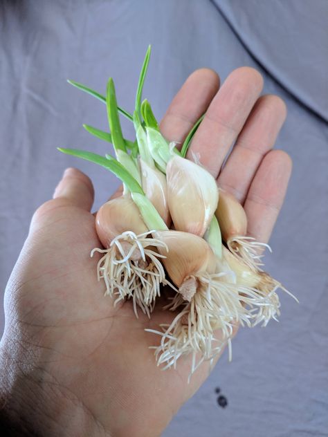 Sprout some Garlic? Sprout Aesthetic, Garlic Gardening, Garlic Sprouts, Gardening Tools Names, Starting A Vegetable Garden, Gardening Gloves, Easy Garden, Home Flowers, Gardening For Beginners