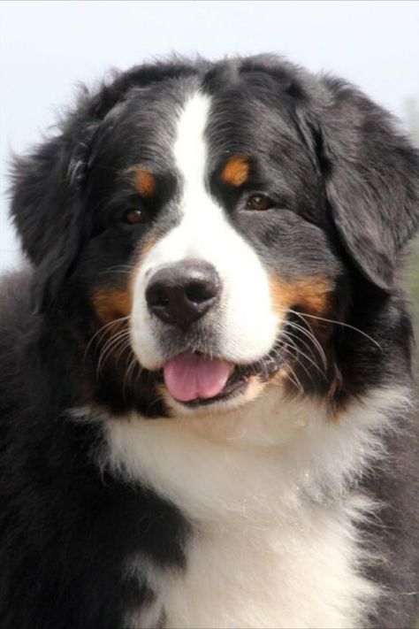 Le Bouvier Bernois est un magnifique chien qui puise ses origines en Suisse. Doté de longs poils, il est souvent comparé à un gros nounours. Cute Animals, Dogs, Animals