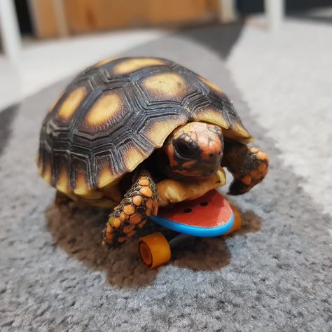 Squirt the cherry head tortoise on my son's tech deck🐢😁 #skateboarding Cherry Head Tortoise, Tech Deck Aesthetic, Big Tortoise, Red Footed Tortoise, Tortoise Food, Baby Tortoise, Turtle Pond, Tech Deck, Tortoise Turtle