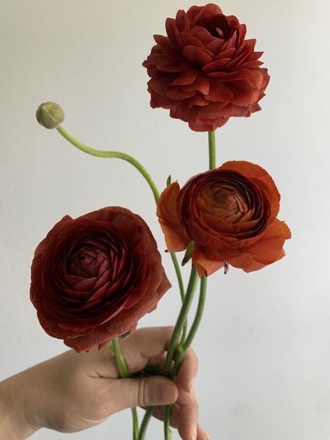 Red Ranunculus, Nothing But Flowers, Bouquet Arrangements, Flower Therapy, Pretty Plants, Little Flowers, Ranunculus, Flower Images, Ikebana