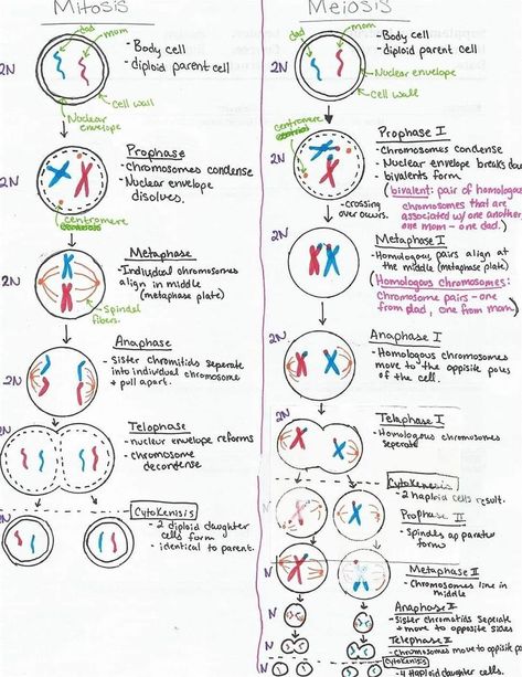 Meiosis Notes, Biology Basics, Biochemistry Notes, Coloring Worksheet, Study Biology, Biology Classroom, Basic Anatomy And Physiology, Nurse Study Notes, Biology Facts