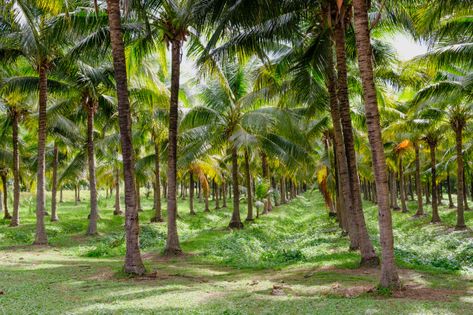 Raw coconut tree in farm | Premium Photo #Freepik #photo #tree #travel #summer #leaf Coconut Garden, Coconut Girl Aesthetic Outfits, Coconut Farm, Aesthetic Coconut Girl, Girl Aesthetic Outfits, Coconut Aesthetic, Aesthetic Coconut, Coconut Girl Aesthetic, Shiva Pics