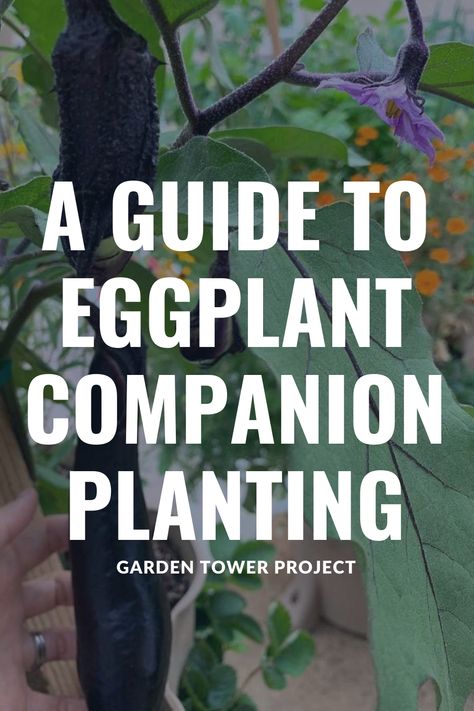 Have you ever grown Japanese variety eggplants in your Tower before? cheninmotion on Instagram has many uses for these tasty veggies—including baking and stir-fries🍆 Learn more about the best ways to grow eggplants in our blog post. 📸: cheninmotion on Instagram Planting Eggplant, Eggplant Companion Plants, Japanese Eggplant, Garden Tower, Companion Planting Vegetables, Companion Gardening, Different Types Of Vegetables, Planting Guide, Companion Plants