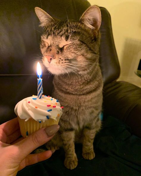 Hotel Laguna, Cat Celebrating, Birthday Cake For Cat, Cake Happy Birthday, Happy Birthday Cat, Cat Sitter, Cat Birthday Party, Cat Cake, Happy Birthday To Us