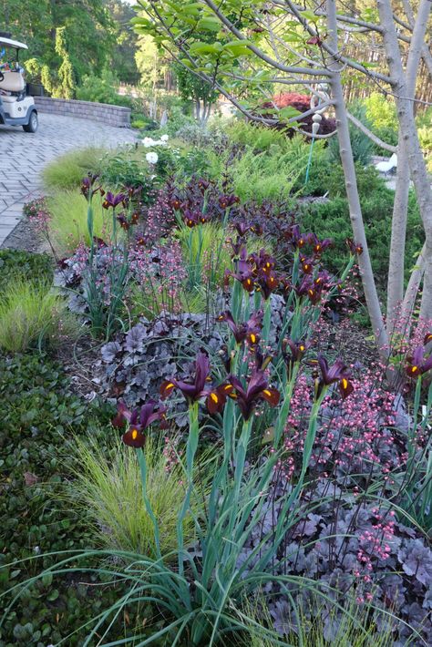 Here's a recent image from JLBG, giving an idea of what's possible when being thoughtful of textures and colors when planting. Plants include Iris x hollandica 'Red Ember', Heuchera 'Silver Scrolls', Carex 'Bonnie and Clyde', Thelypteris kunthii, and Juniperus chinensis 'Parsonii'. Burgundy Landscape Plants, Red And Purple Flowers Gardens, Hot Color Garden, Plant Combinations Landscape Design, Heuchera Garden Ideas, Juniperus Chinensis, Planting Plants, Garden Paradise, Gardens Ideas