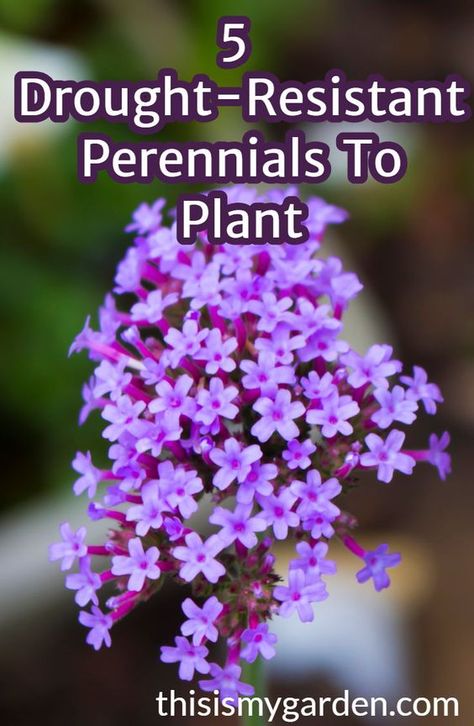 Drought Resistant Perennials, Heat Resistant Flowers, Heat Tolerant Perennials, Drought Landscape, Plant Herbs, Flowering Perennials, Drought Tolerant Perennials, Plant Tips, Drought Resistant Plants