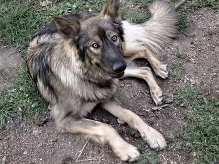 Wolf Dog Hybrid, American Alsatian, Alsatian Dog, Puppy Breath, Dire Wolf, Companion Dog, Snow Dogs, Modern Dog, Wolf Dog