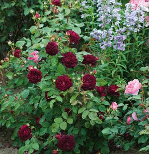 Munstead Wood, Container Roses, Rooting Roses, Best Roses, Austin Rose, American Garden, Gardening Techniques, David Austin Roses, Blue Garden