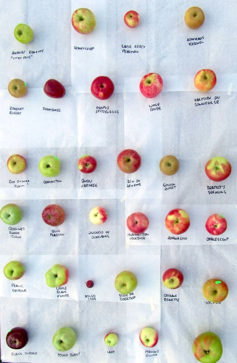 Heirloom apples are full of flavor, and many of these antique varieties are still available from small-scale growers. If you love apples as much as I do, you’re going to want to try (and maybe even grow) as many of these antique apple varieties as you can in the time you have on this earth.  Each has its own unique flavor profile, and you just can’t get apples like these at any corner grocery store! Try these apples during apple harvest season and start growing fruit. Heirloom Apple Varieties, Heirloom Apples, Small Fruit Trees, Apple Types, Gardening Inspiration, Apple Varieties, Berry Bushes, Summer Harvest, Types Of Fruit