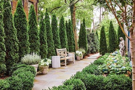 Arborvitae Landscaping Ideas, Evergreen Backyard, Evergreen Trees Landscaping, Arborvitae Landscaping, Green Giant Arborvitae, Thuja Green Giant, Emerald Green Arborvitae, Evergreen Landscape, Hydrangea Landscaping