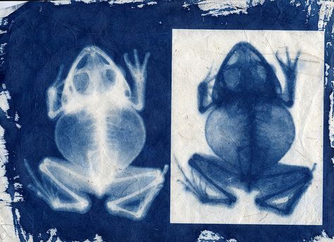 Cyanotype print from an x-ray and a contact positive Bone Project, Cyanotype Printing, Cyanotype Process, Cyanotype Print, Photo Negative, Alternative Photography, Live Colorfully, Arte Popular, Positive And Negative