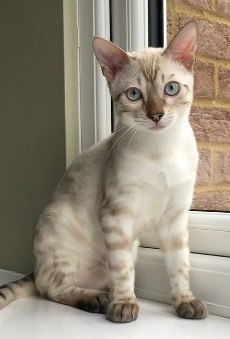 White Bengal Cat, Gato Bengali, Most Popular Cat Breeds, Beautiful Cats Pictures, Bengal Kitten, Bengal Cats, Gorgeous Cats, Bengal Cat, Cat Aesthetic