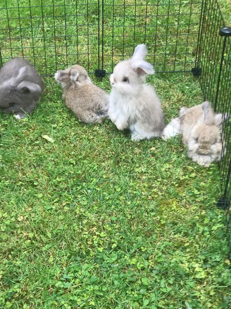 English Angora Bunny, Silver Fox Rabbit, Tattoo Rabbit, English Angora Rabbit, Cake Animals, Angora Bunny, Flemish Giant Rabbit, English Angora, Rabbits For Sale