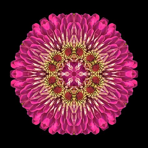 Flower Mandala Flower Mandalas, Zinnia Elegans, Zinnia Flowers, Flower Mandala, Land Art, Mandala Coloring, Fractal Art, Sacred Geometry, Mandala Art