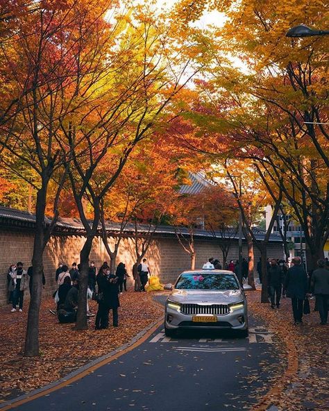 South Korea Travel Guide na Instagramie: „Such a beautiful #autumnleaves and #fallfoliage #allaround Like if you feel #love here💕 Beautiful shot by @push_doll 📍Doldam-gil, Junggu…” Korea Life, Korea Travel Guide, Bukchon Hanok Village, Visit Seoul, Travel Korea, Korea Wallpaper, Han River, Fashion Airport, Lotte World