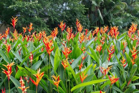 Parakeet Flower (heliconia psittacorum) Plant Heliconia Psittacorum, House Jungle, Heliconia Flower, Tropical Outdoor, Rock Waterfall, Tropical Houses, Garden Pool, Pool Decks, Pool Landscaping