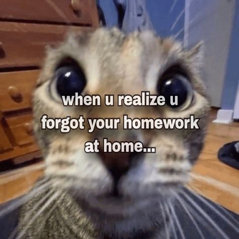 #relatable #agree #happens #school #homework #classroom #teachers #trouble #whisper #new #trendy #mine #cat #pfp #funny #humor #awesome #aesthetic Pfp School Email, Homework List Aesthetic, School Pfp Funny, School Is So Draining, Google Classroom Pfp, School Pfp Aesthetic, Pfp For School Account, Pfp For School, Cat Pfp Funny