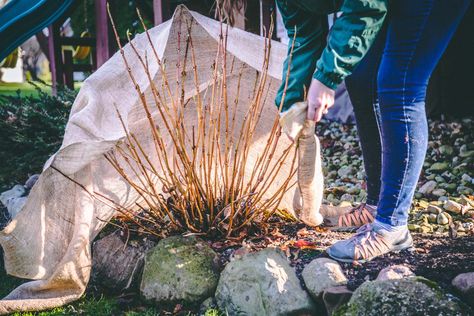 Hydrangeas are beautiful plants that do not fare the Ohio winters well. Follow our step-by-step guide to winterize and preserve your hydrangeas. Protecting Roses In Winter, Winterizing Hydrangeas, Overwintering Plants, Winter Flowers Garden, Funky Garden, Michigan Garden, Michigan Gardening, Hydrangea Potted, Hydrangea Shrub