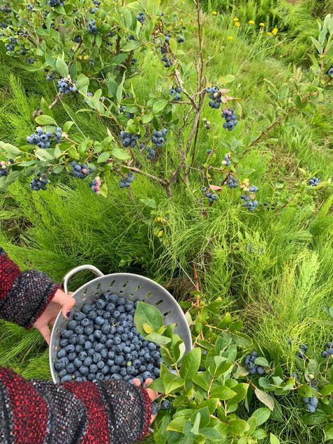 Blueberry Field, Blueberry Girl, Life In Paradise, Farm Lifestyle, Home Vegetable Garden, Farms Living, Fruit Garden, Cottagecore Aesthetic, Farm Yard