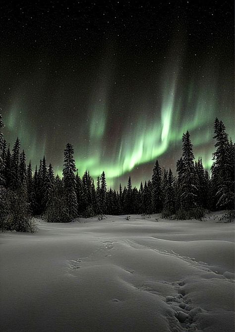 This mesmerizing photograph, which I would name “Whispers of the Arctic”, captures the ethereal beauty of the Northern Lights dancing across the Icelandic night sky. The aurora borealis paints vibrant strokes of green light that illuminate the star-studded heavens. Below, a serene and snowy landscape is bathed in an otherworldly glow, where untouched snow creates a pristine and tranquil setting. Silhouetted pine trees stand as silent witnesses to this celestial ballet, their dark outlines contra Green Northern Lights, Green Hour, Green Aurora, Media Production, Snowy Landscape, Green Sky, The Northern Lights, The Aurora, Dark Skies