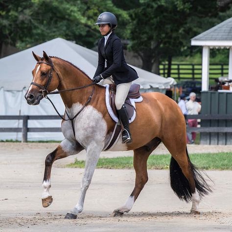 Not photo shopped! This is the real color of this horse! Show Hunter Horse, Show Jumper, Hunter Jumper Horses, Hunter Horse, Horse Markings, Show Jumping Horses, Cute Horse Pictures, English Horse, Horse Aesthetic