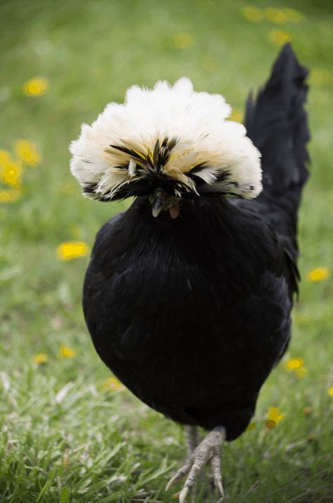 10 Fancy Chickens for your Backyard Flock – Backyard Chicken Project Chicken Pics, Polish Chickens, Polish Chicken, Fluffy Chicken, Birds For Sale, Types Of Chickens, Chicken Pictures, Fancy Chickens, Black Chickens