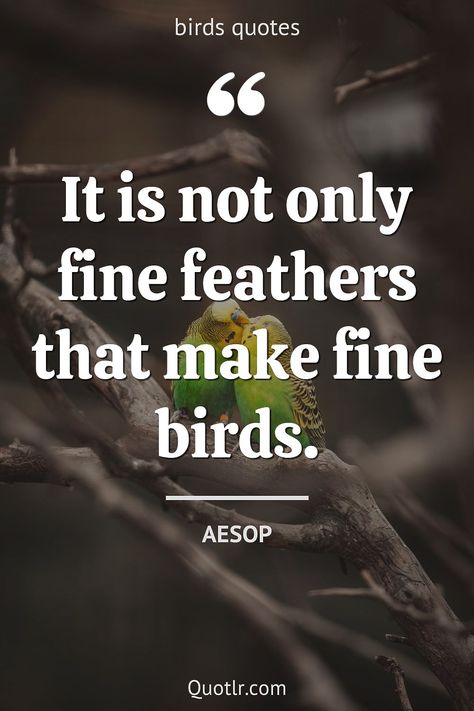 Realistic Angry Birds, Free As A Bird Quotes, Free Bird Quotes, Aesop Quotes, Birds Quotes, French Proverbs, Phoenix Wallpaper, Tim Holtz Crazy Birds, Hand Quotes