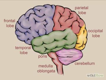 Brain Drawing Simple, Draw A Brain, Human Brain Drawing, Biology Drawing, Brain Models, Brain Drawing, Occipital Lobe, Beginner Sketches, Brain Anatomy