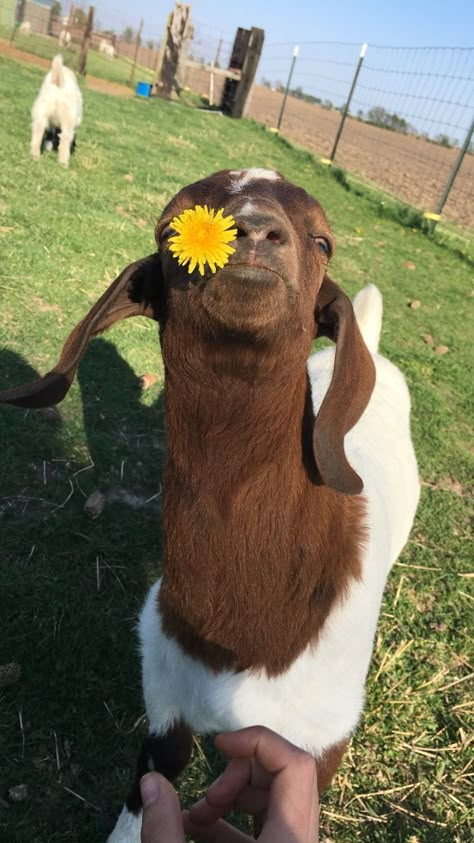 Fun Fact: Goats love to eat dandelions. However, they usually don’t see them...for a nice treat pick them some! They would really enjoy it! ••• Yes, this is my goat! Cute Goat Pictures, Goats Aesthetic, Goat Aesthetic, Goat Wallpapers, Goats Cute, Goat Pet, Goat Pictures, Cute Animal Character, Goat Picture