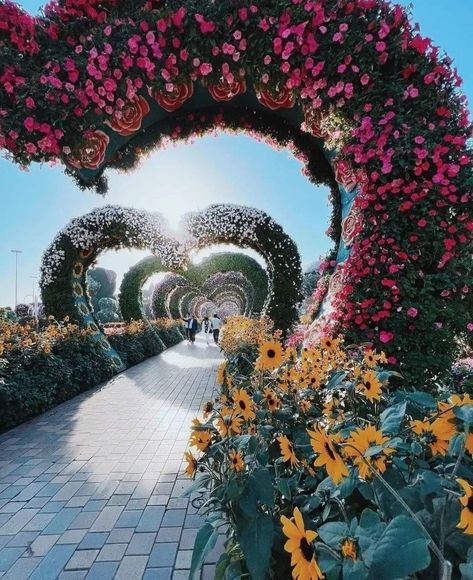 Dubai Miracle Garden Photography, Miracle Garden Dubai Photography, Miracle Garden Dubai, Beautiful Dubai, Miracle Garden, Boquette Flowers, Women Photography, Dubai Travel, Garden Photography