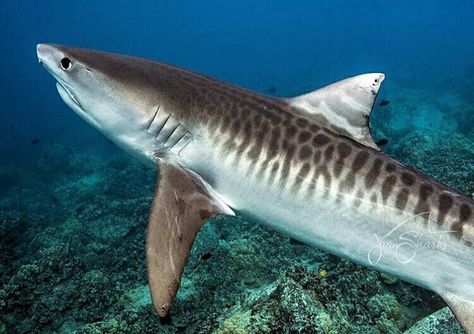 Tiger shark Tiger Shark Photography, Cardboard Shark, Shark Project, Idoneth Deepkin, Tiger Sharks, Shark Species, Fish Photos, Types Of Sharks, Shark Facts