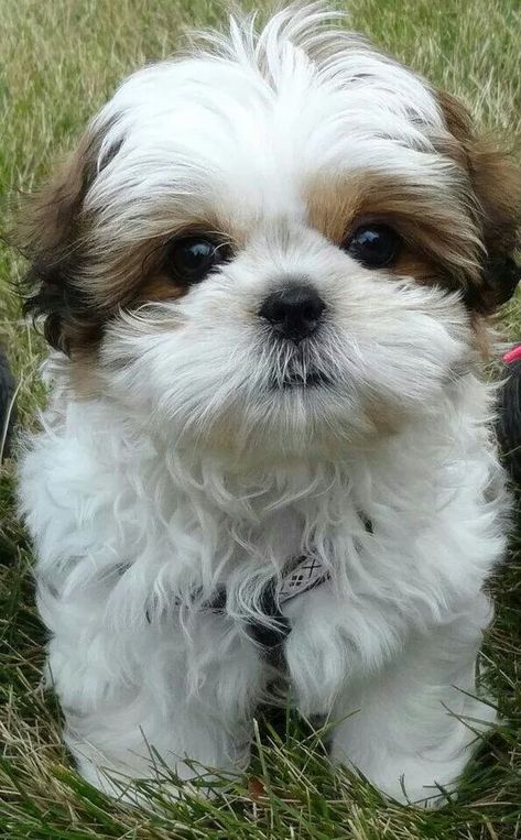 Shih Tzus are true companion dogs. Bred for centuries to be man’s best friend, it is no wonder that Shih Tzu puppies are amongst the most popular of toy breeds. Perro Shih Tzu, Chien Shih Tzu, Shitzu Puppies, Nosara, 강아지 그림, Companion Dog, Shih Tzu Puppy, Shih Tzu Dog, Lhasa Apso