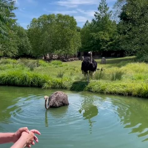 Cincinnati Zoo (@CincinnatiZoo) on X Cincinnati Zoo, Hot Days, Cincinnati, Swimming, Lake