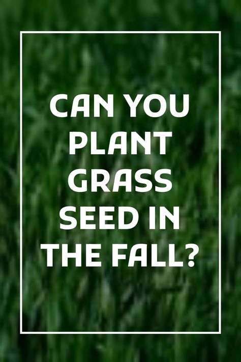 You can plant grass seed in the fall, as long as you choose the right variety for your climate. Cool season grasses, such as Bluegrass, Fescue, and Rye, are suited to growing well in colder northern climates. It is fine to plant cool season grasses in the fall, as long as there is enough time for … Growing Grass From Seed, Fescue Grass Seed, Starting Plants From Seeds, Planting Grass Seed, Centipede Grass, Rye Grass, Zoysia Grass, Fescue Grass, Planting Grass