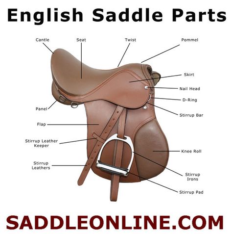 The Parts of an English Saddle Horse Lessons, Horse Information, Horse Care Tips, Horse Riding Tips, Horse Camp, Horse Gear, Horse Tips, English Riding, English Saddle