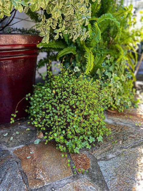 Discover the secrets to growing lush and beautiful ferns with this comprehensive blog post! Whether you're a seasoned plant enthusiast or a beginner, you'll find valuable insights on caring for these elegant and versatile plants. Click through to learn essential tips for creating the perfect conditions, selecting the right varieties, and maintaining healthy ferns in your indoor or outdoor space! Types Of Fern Plants, Caring For Ferns, Fern Plants, Types Of Ferns, Ferns Care, Wood Fern, Outdoor Hacks, Productive Garden, Asparagus Fern