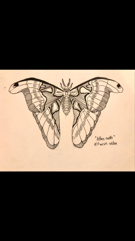 Atlas Moth Tattoo Black And White, Atlas Moth Drawing, Atlas Moth Tattoo, Interesting Tattoos, Large Moth, Moth Drawing, Moth Tattoo Design, Tattoos Inspo, Atlas Moth