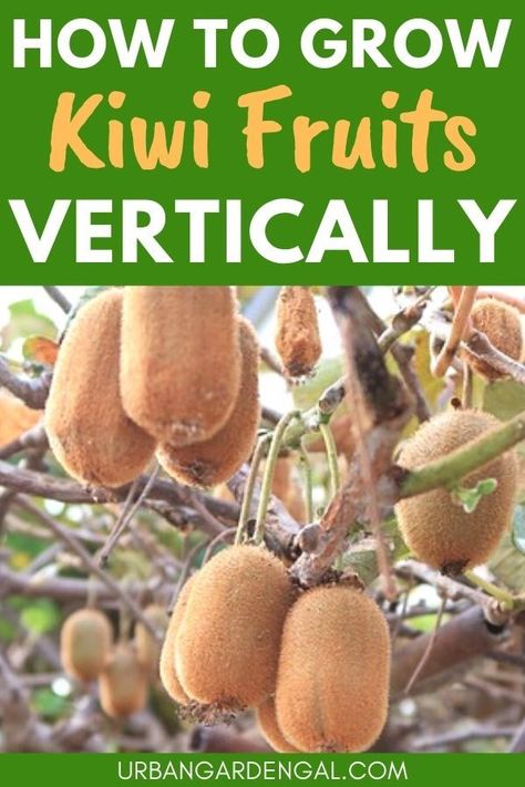 Growing kiwi fruit vertically How To Grow Kiwi, Growing Kiwi, Kiwi Growing, Kiwi Vine, Fruit Tree Garden, Kiwi Berries, Tropical Greenhouses, Vine Trellis, Growing Fruit Trees