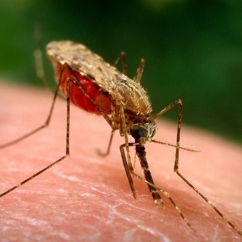 To keep mosquitoes away, you need a good repellent. DEET works, but it also can melt plastic. Picaridin and oil of lemon eucalyptus could be alternatives. Anopheles Mosquito, Malaria Parasite, Apple Cider Vinegar For Skin, Bug Bite, Lemon Eucalyptus, Mosquito Bite, Bug Bites, A Bug, Insect Bites